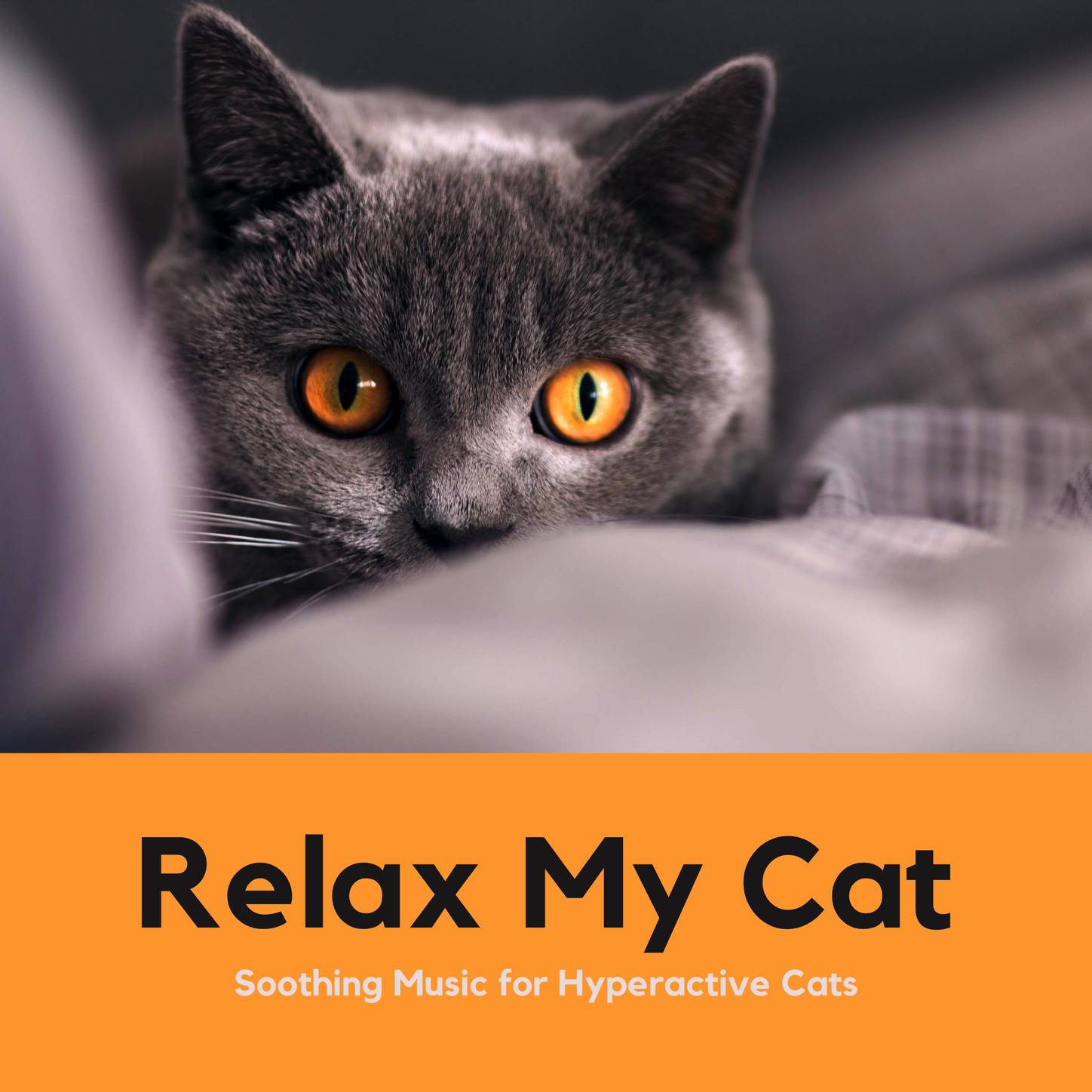 How Do U Calm Down A Hyper Cat Cat Meme Stock Pictures And Photos