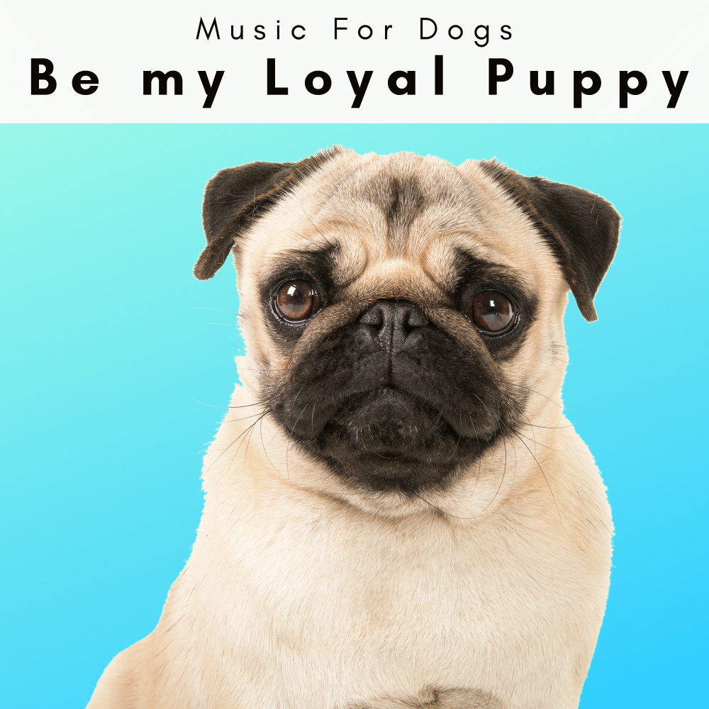 Music For Dogs Radio